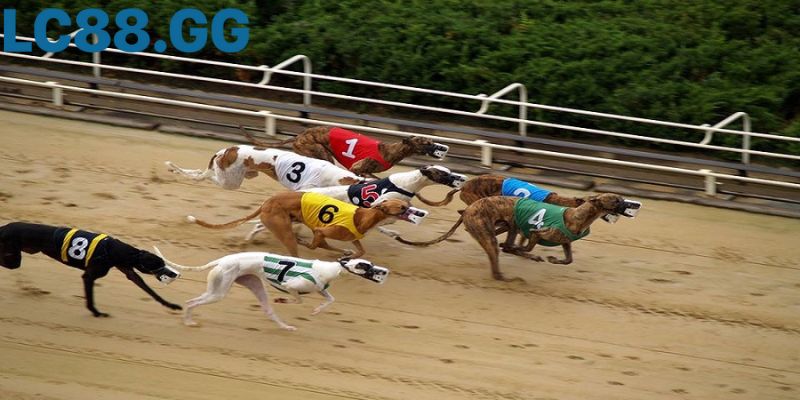 Cá cược đua chó là? Hướng dẫn soi kèo và kinh nghiệm cho người mới Cá cược đua chó: 5+ Mẹo soi kèo từ chuyên gia