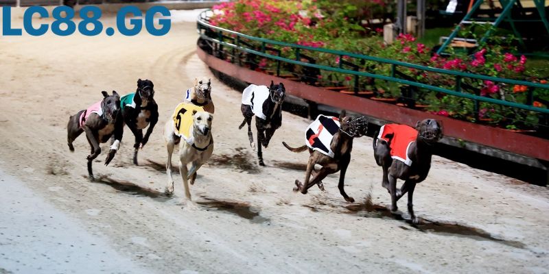 Cá cược đua chó là? Hướng dẫn soi kèo và kinh nghiệm cho người mới Phân tích "Form" của chó đua là chìa khóa để chiến thắng.