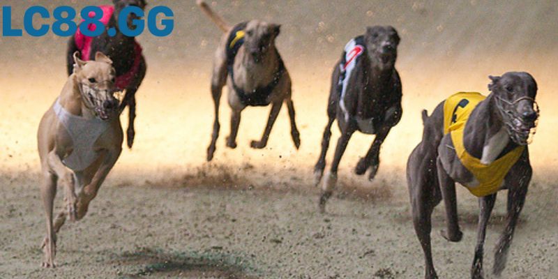 Cá cược đua chó là? Hướng dẫn soi kèo và kinh nghiệm cho người mới Vị trí cổng xuất phát (Trap) ảnh hưởng lớn đến kết quả