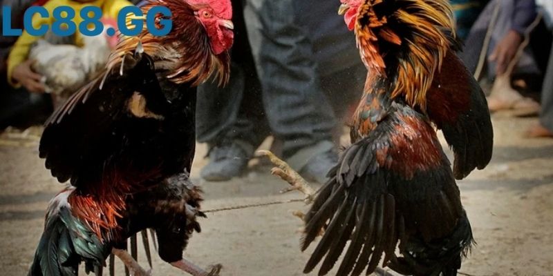 đá gà c3: toàn cảnh luật, kinh nghiệm xem hay và xu hướng số Toàn cảnh khán đài đá gà c3 lúc cao trào hiệp đấu