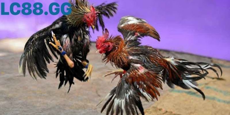 đá gà c3: toàn cảnh luật, kinh nghiệm xem hay và xu hướng số Kiểm cựa, cân ký và dán ký hiệu chiến kê đá gà c3