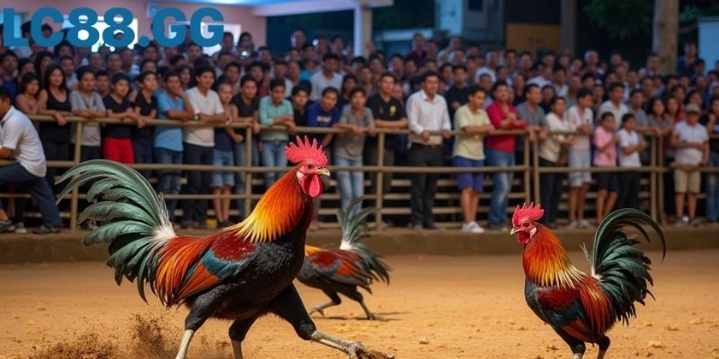 Trực tiếp đá gà Campuchia: hiểu đúng, xem hay, trách nhiệm Khán đài kín chỗ, góc nhìn từ trên cao