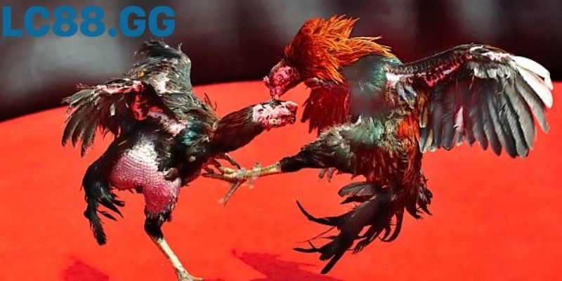 Trực tiếp đá gà Campuchia: hiểu đúng, xem hay, trách nhiệm Trực tiếp đá gà Campuchia: hướng dẫn toàn diện từ A - Z