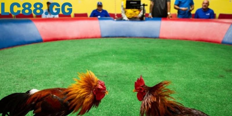 Trực tiếp đá gà Campuchia: hiểu đúng, xem hay, trách nhiệm quy trình kiểm tra nghêm trước khi ra trường thi đấu trực tiếp đá gà Campuchia