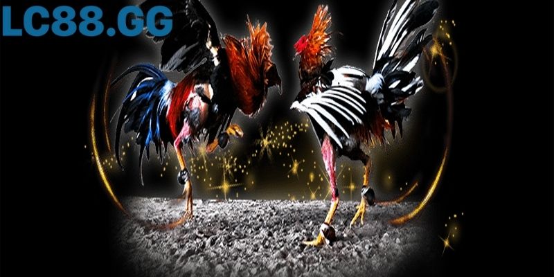 Đá gà Sv388: Trải nghiệm hệ thống thi đấu hiện đại nhất Giao diện phát sóng chuyên nghiệp của Sv388