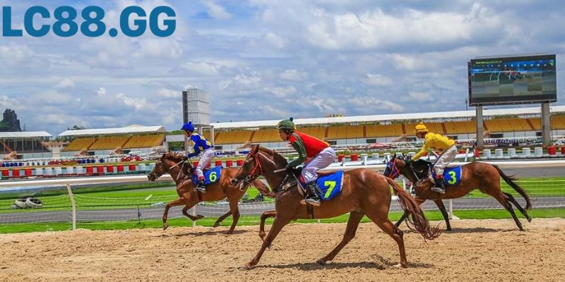 Hướng dẫn đặt cược đua ngựa từ A-Z: Bí kíp cho người mới bắt đầu Hướng dẫn đặt cược đua ngựa từ A-Z