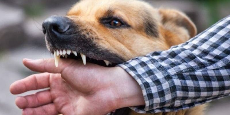 Giải mã giấc mơ chó cắn: Tốt hay xấu sắp tới? giấc mơ bị chó cắn tay và điềm báo trong công việc