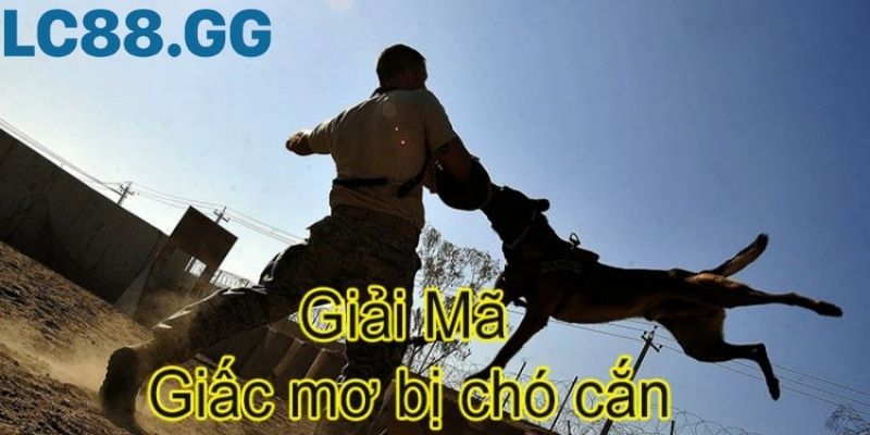 Giải mã giấc mơ chó cắn: Tốt hay xấu sắp tới? giấc mơ bị chó cắn và ý nghĩa điềm báo sắp tới